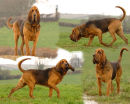 CytharIvaliruz Farlap at 11 months old